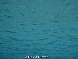 looking up at clear water by David Dieter 